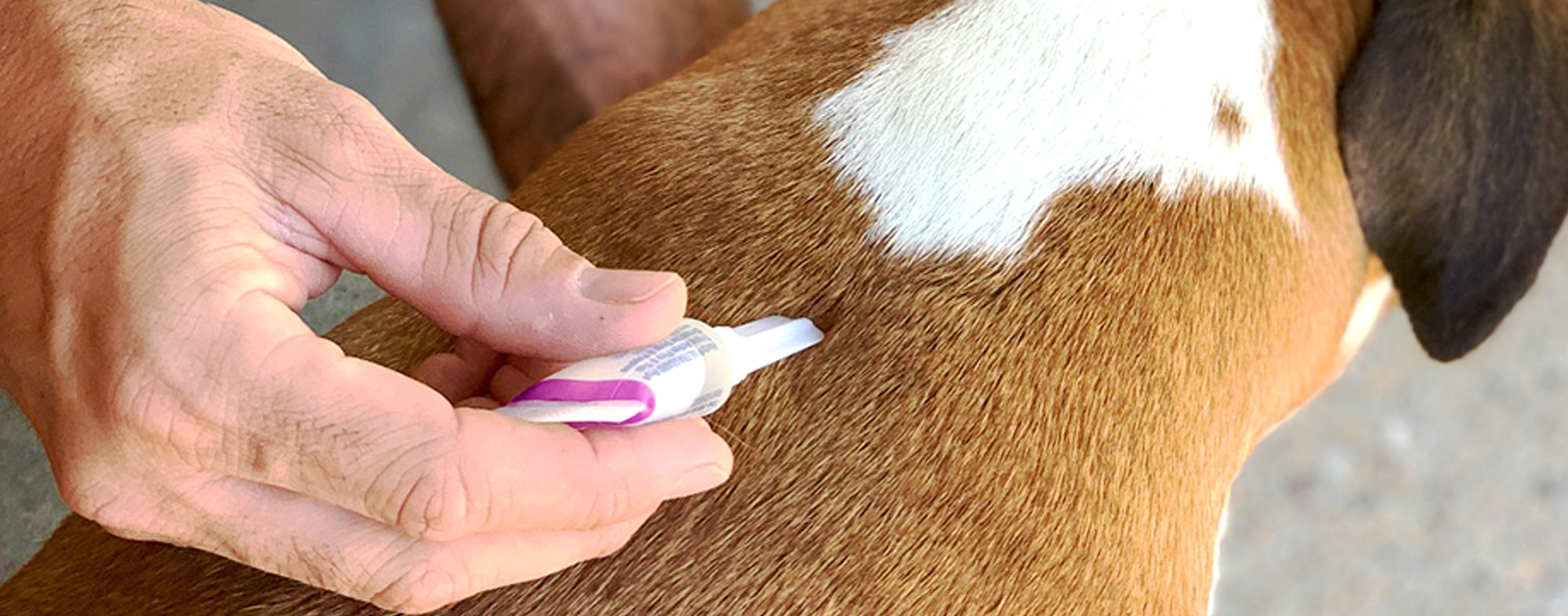 How Often Should I Give My Dog a Flea and Tick Treatment Dogs