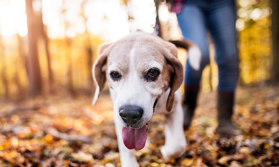 Flea and tick protection - Woman with dog on a walk in an autumn forest.