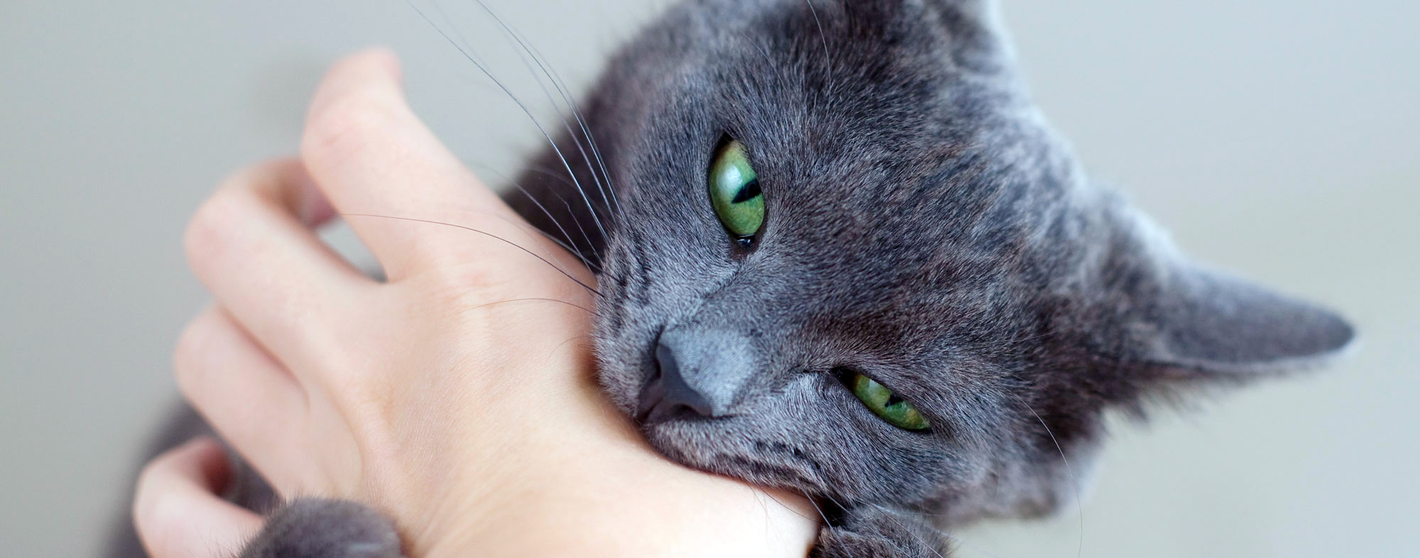 How to Properly Pet a Cat, According to Experts