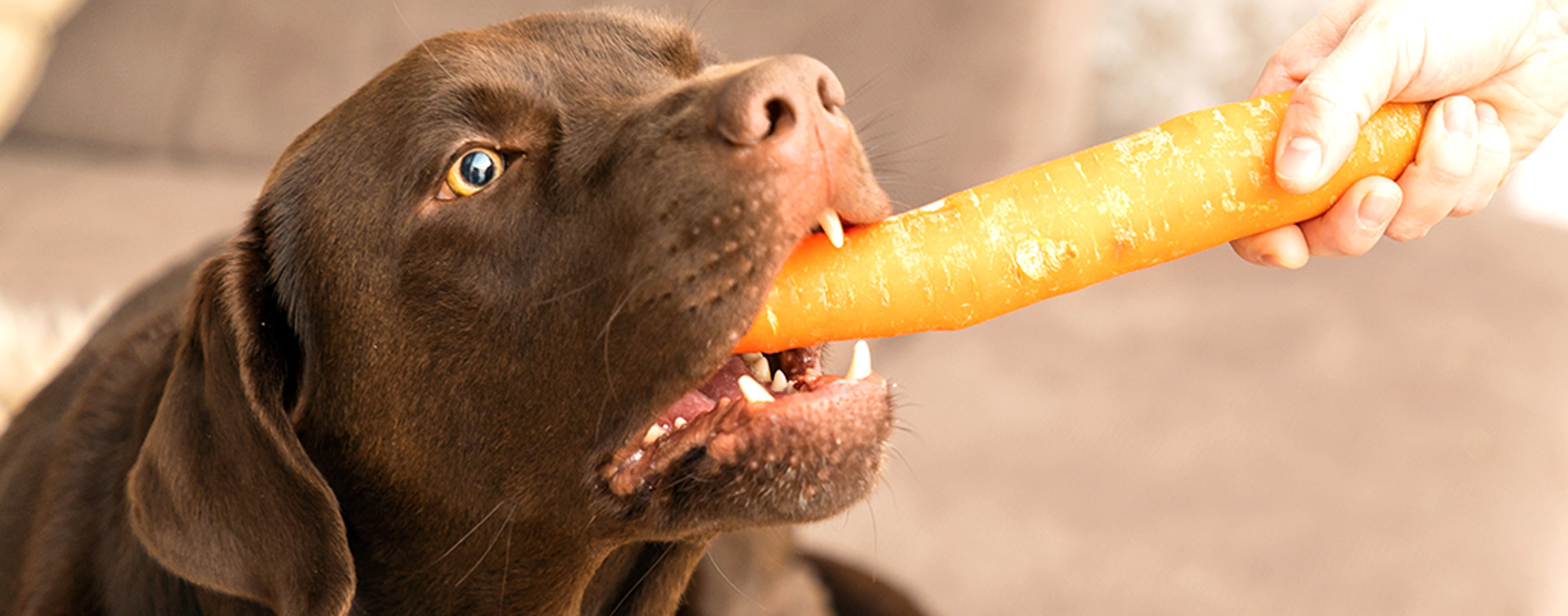 The Benefits of Vegetables for Dogs Hartz