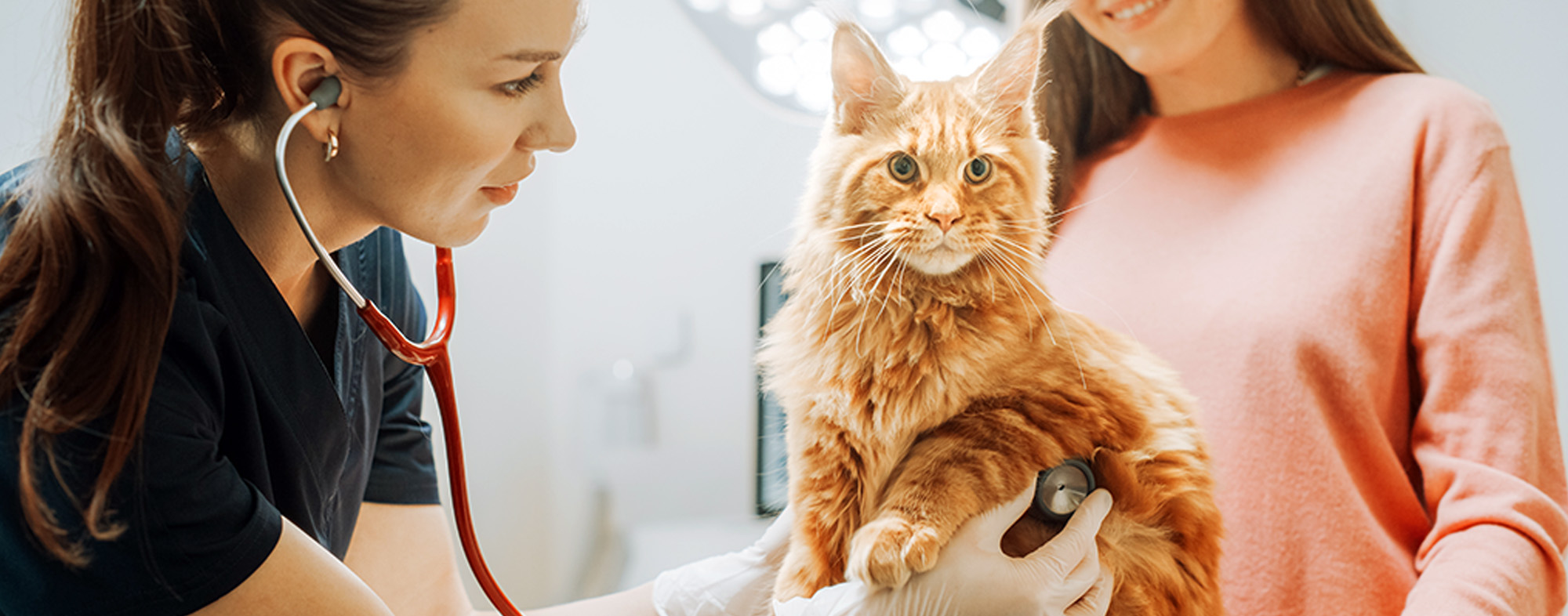 Selecting A Vet For Your Cat | Hartz