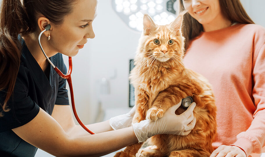 How to choose a vet for my cat - Female vet using a stethoscope on orange cat while female owner looks on in background.