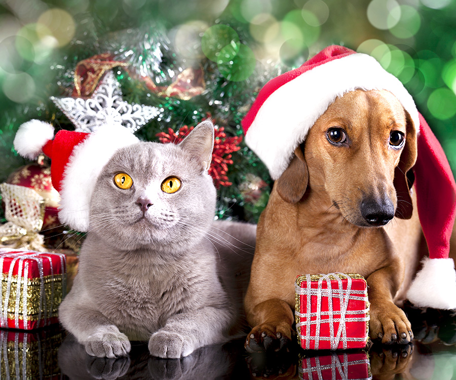 The 12 Best Holiday Pet Gifts For Dogs, Cats, and More!