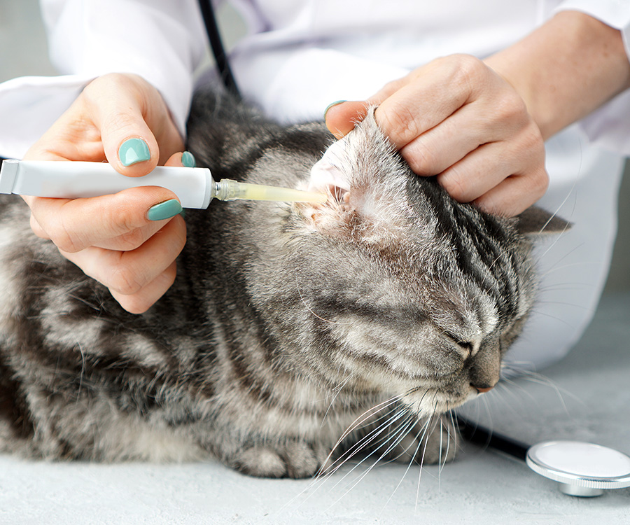 How to Tell if Your Cat Has an Ear Infection