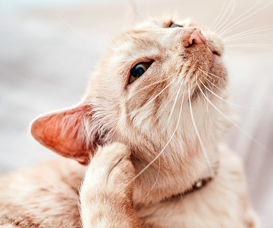 How to clean ear mites in cats - Closeup of an orange cat scratching their right ear.