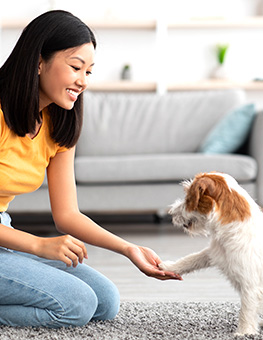 Dog behavior training - Asian woman sitting on floor in living room, training her Jack Russell Terrier.