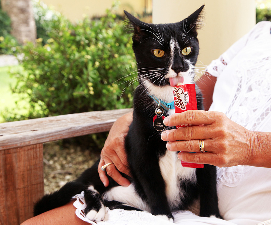 Is it bad to give my cat treats everyday? - Black and white cat sitting on a lap, licking from a Delectables Squeeze Up held by a human hand.