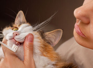 Brushing a cat's teeth