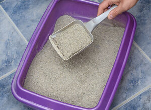 cat litter box