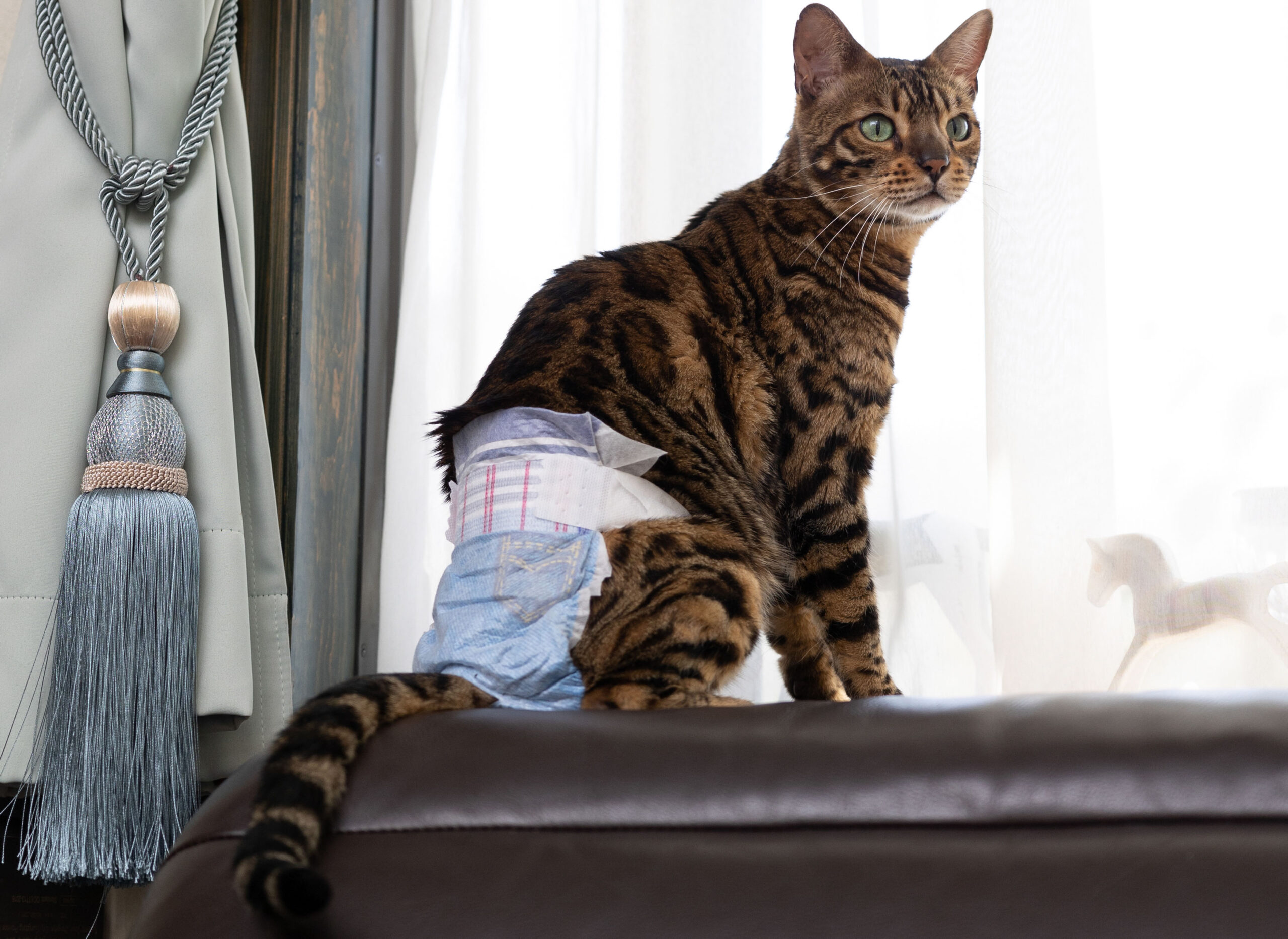 Cat shops incontinence treatment