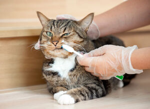 cat tooth brushing