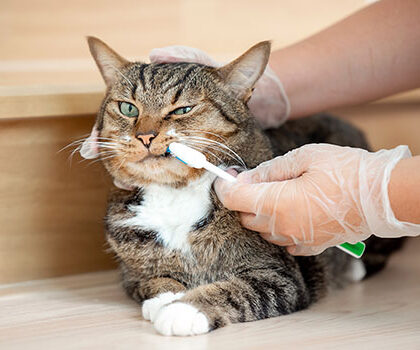 Cat tooth brushing