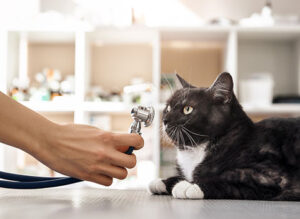 Cat stethoscope