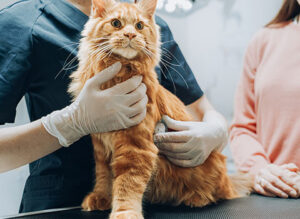 Red tabby vet exam