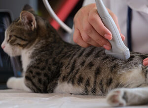 Cat kidney ultrasound