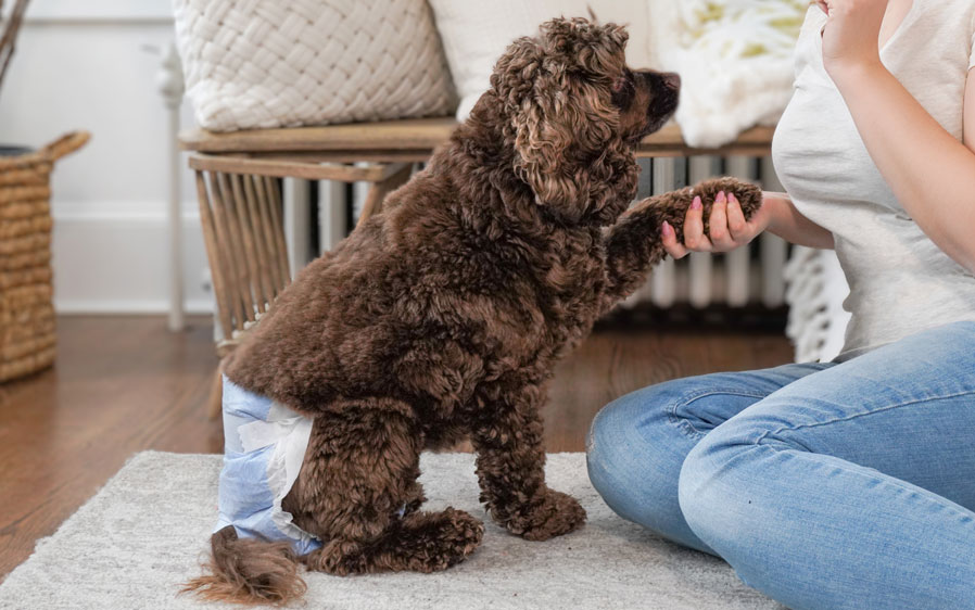 Dog training can be made easier with Comfitables dog diapers.