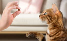 Teaching domestic cats commands. Bengal cat and the owners hand with a treat on the background of the room.