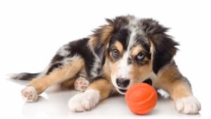 Hartz® Dura Play® dog toys