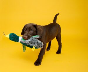 Milo playing with a Hartz® Nature’s Collection® Quackers Plush