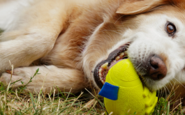 The Best Interactive Dog Toys for Mental Stimulation