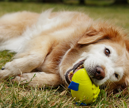 The Best Interactive Dog Toys for Mental Stimulation