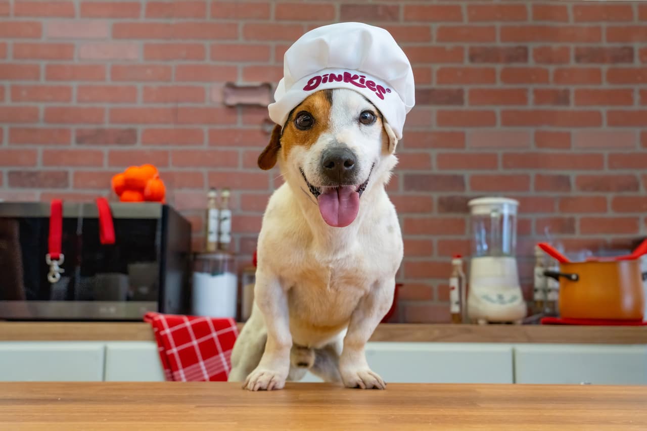 A beagle in the Oinkies kitchen